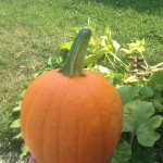 The Barretts And The Giant Pumpkin Patch