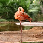 DO NOT Be A Pink Flamingo… 