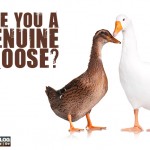 Are You A Genuine Goose?