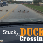 Stuck At Duck Crossing…