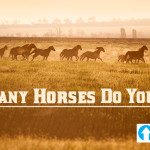 How Many Horses Do You Have?