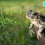 Be A Good Frog