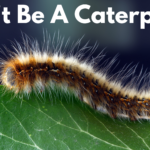 Don’t Be A Caterpillar​