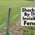 Shocked By The Invisible Fence