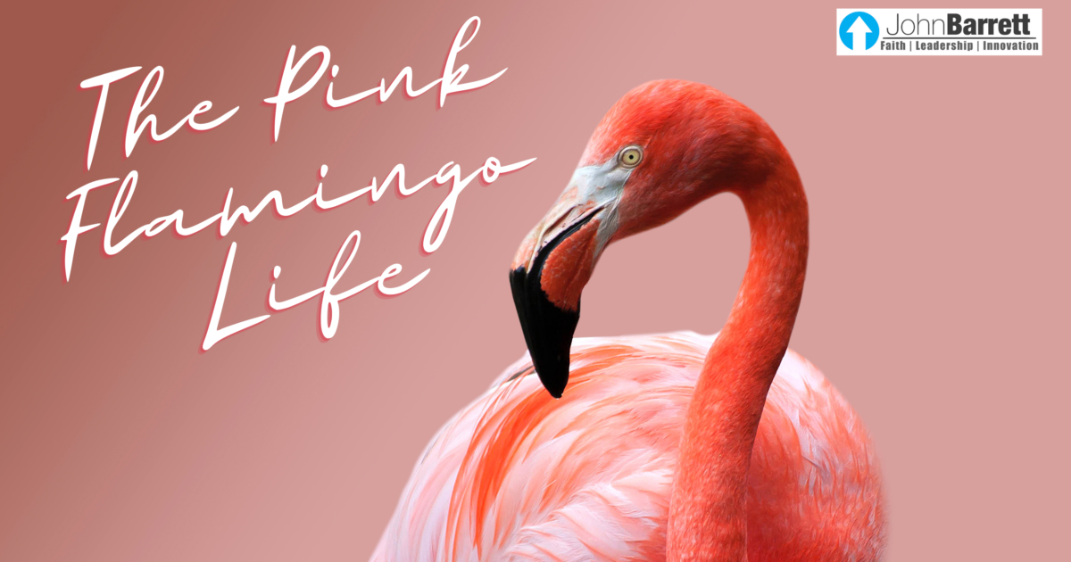 The Pink Flamingo Life | John Barrett Blog The Pink Flamingo Life | John Barrett Blog