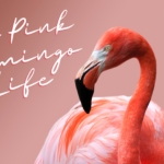 The Pink Flamingo Life