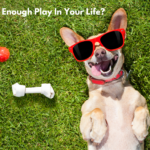 Do You Have Enough Play In Your Life?